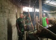 Burhan Cek Kebersihan Kandang Sapi, Pastikan Ternak Warga Sehat dan Terawat